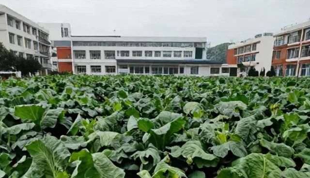 提升种植效率：农资供应中的技术限制与解决方案
